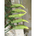 Hybrid indian yellow sweet corn sweet corn seeds